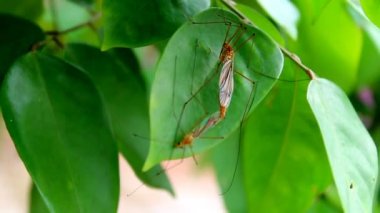 ağaç üzerinde böcek