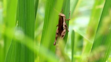 ağaç üzerinde böcek