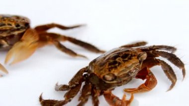 Beyaz arkaplanda yengeç