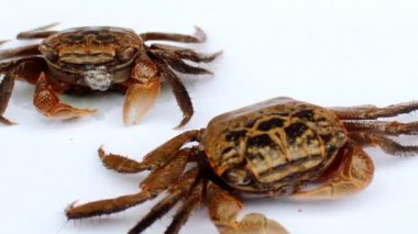 Beyaz arkaplanda yengeç