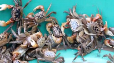 shrim ve yengeç harç ve havaneli gıda işleme