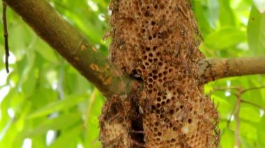 arı kovanına ağaç