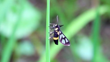 ince kanat böcek yapraklarda