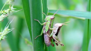 Çekirge çiftleşme çiftleri