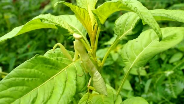 Mantis on leaf and flower — Stock Video