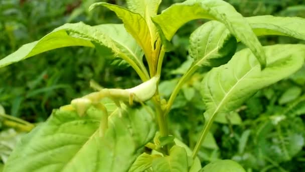 Mantis on leaf and flower — Stock Video