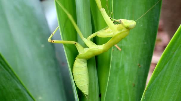 Mantis em folha e flor — Vídeo de Stock