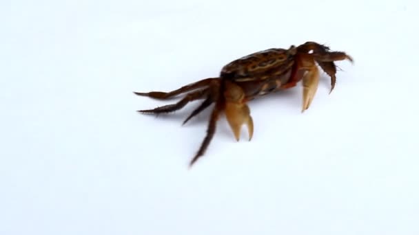 Krabbe auf weißem Hintergrund — Stockvideo