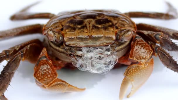 Crab on a white background — Stock Video
