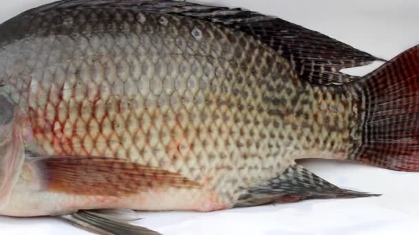 Tilapia Fisch isoliert auf weißem Hintergrund — Stockvideo