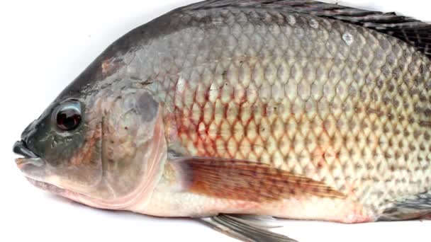 Tilapia vis geïsoleerd op witte achtergrond — Stockvideo