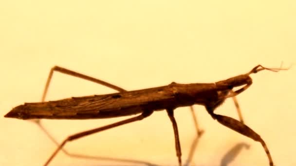 Hnědý hmyz na bílém pozadí — Stock video