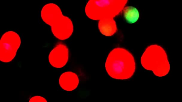 Corlorful Blinklichter isoliert auf schwarzem Hintergrund — Stockvideo