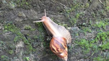 Salyangoz yerde sürünüyor.