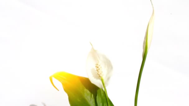 Flor blanca aislada sobre fondo blanco — Vídeo de stock