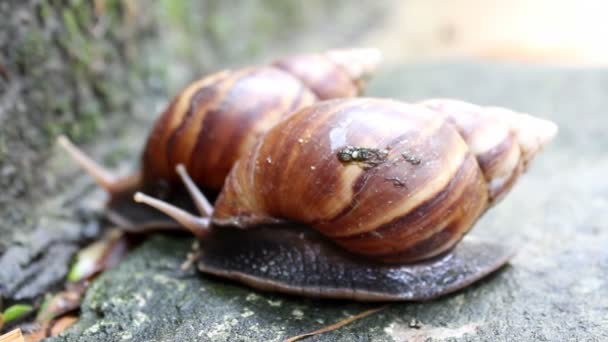 Caracol arrastrándose por el suelo — Vídeos de Stock