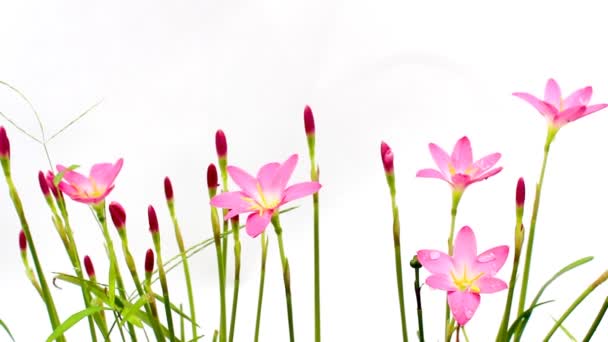 Pink flowers blooming — Stock Video