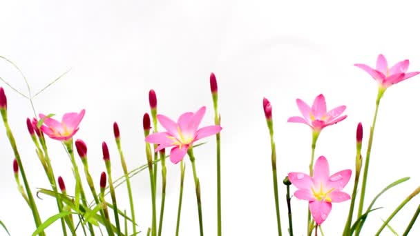 fleurs roses fleurissant 