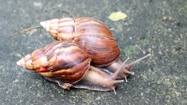 Caracol arrastrándose por el suelo — Vídeos de Stock