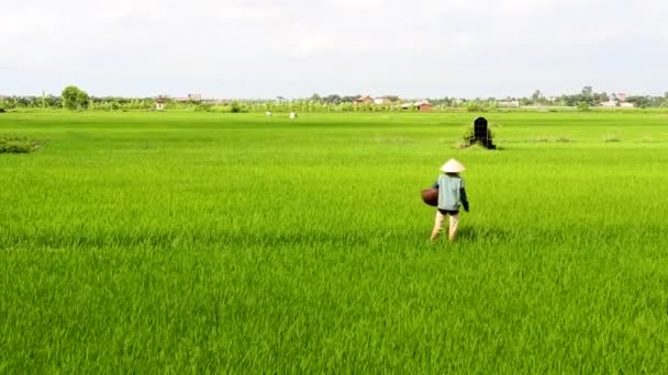 Cena jovem arroz verde paddies — Vídeo de Stock