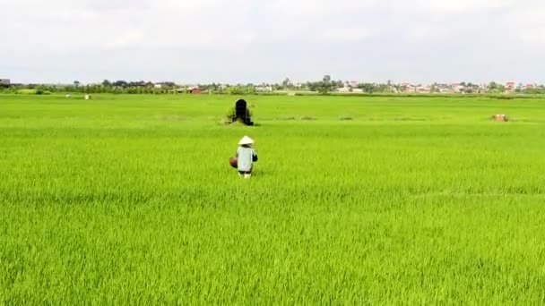 Cena jovem arroz verde paddies — Vídeo de Stock