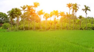 sahne genç yeşil pirinç paddies