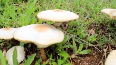 çimde büyüyen mantar