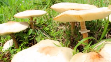 çimde büyüyen mantar