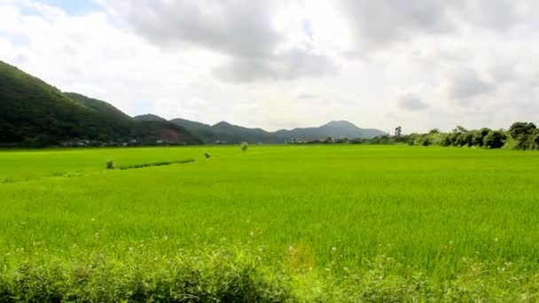 Scene young green rice paddies — Stock Video