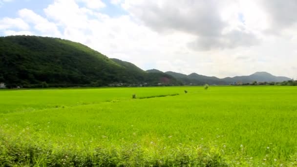 Cena jovem arroz verde paddies — Vídeo de Stock