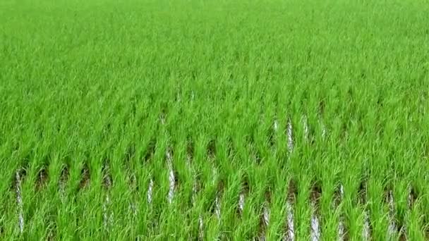 Cena jovem arroz verde paddies — Vídeo de Stock