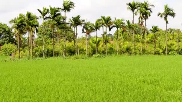 Сцена молодые зеленые рисовые поля — стоковое видео