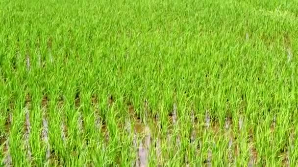 Cena jovem arroz verde paddies — Vídeo de Stock