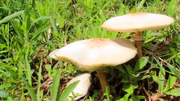 Mushroom growing on the grass — Stock Video