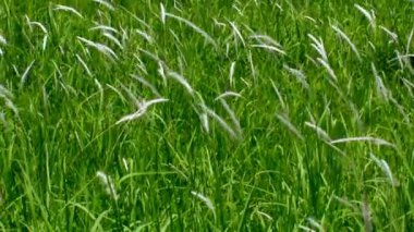 rüzgarda sallanan çimen