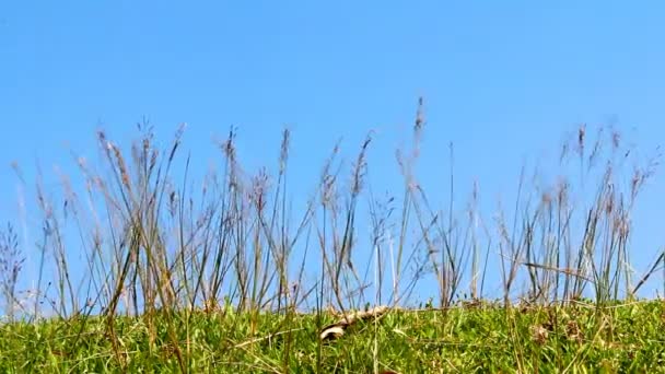 Flor en el viento — Vídeos de Stock