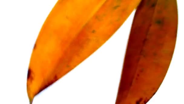 Старе листя мерехтить на вітрі — стокове відео