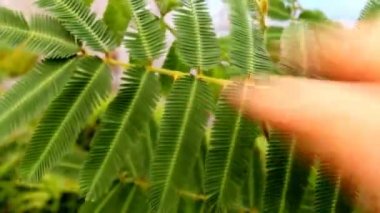 Mimosa pudica yaprak