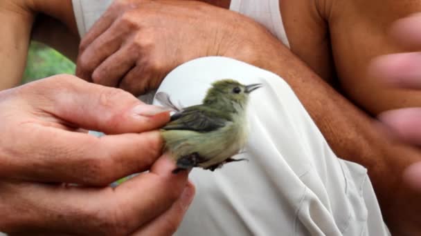 Homem segurando um pequeno pássaro — Vídeo de Stock