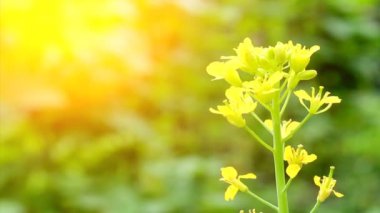 Rüzgardaki sarı çiçekler