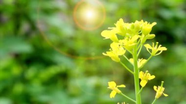 Rüzgardaki sarı çiçekler