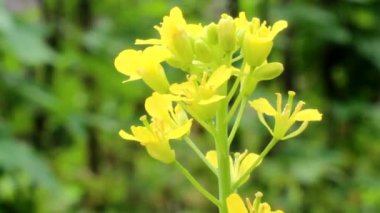 Rüzgardaki sarı çiçekler