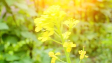 Rüzgardaki sarı çiçekler