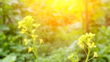 Rüzgardaki sarı çiçekler