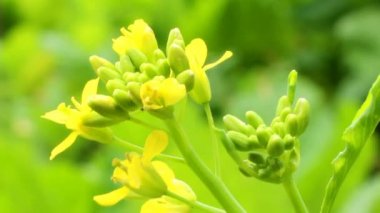 Rüzgardaki sarı çiçekler