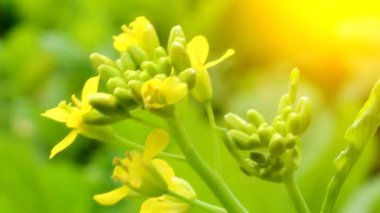 Rüzgardaki sarı çiçekler