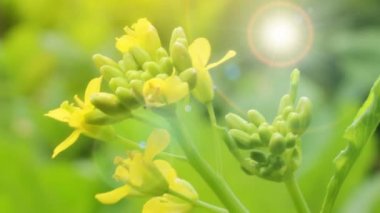 Rüzgardaki sarı çiçekler