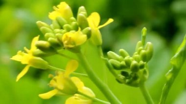 Rüzgardaki sarı çiçekler