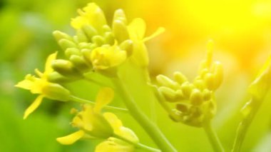 Rüzgardaki sarı çiçekler