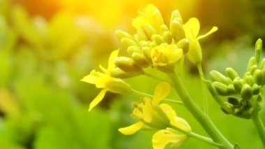 Rüzgardaki sarı çiçekler